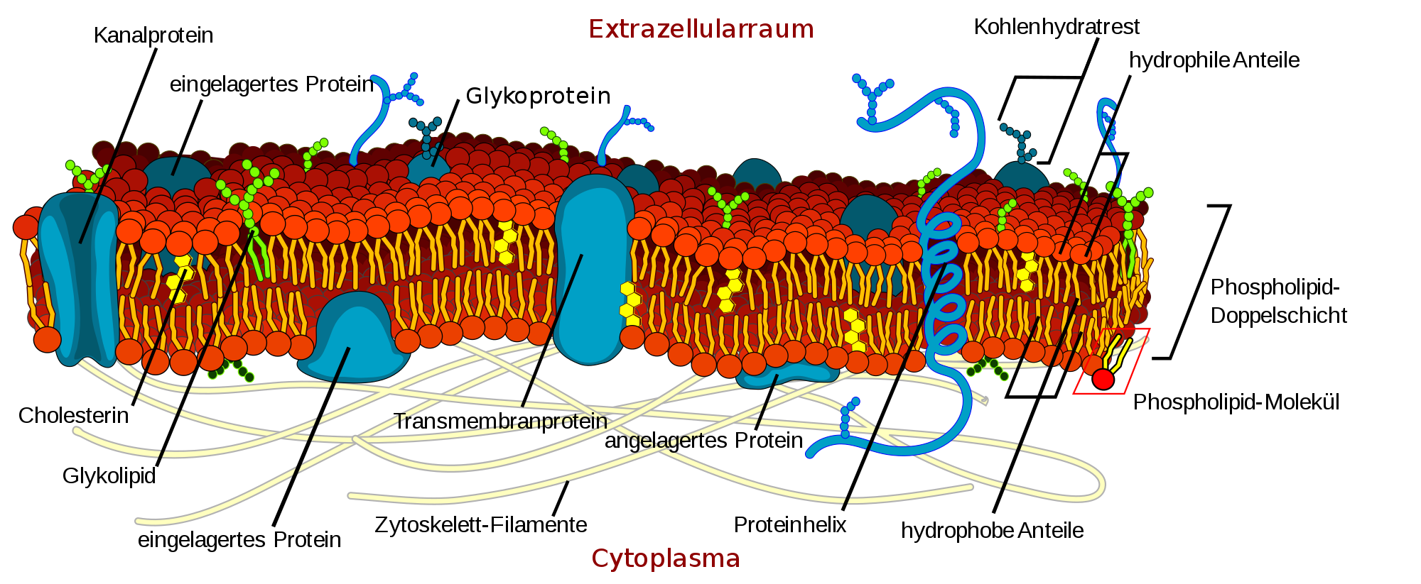 Biomembran mit Beschriftung